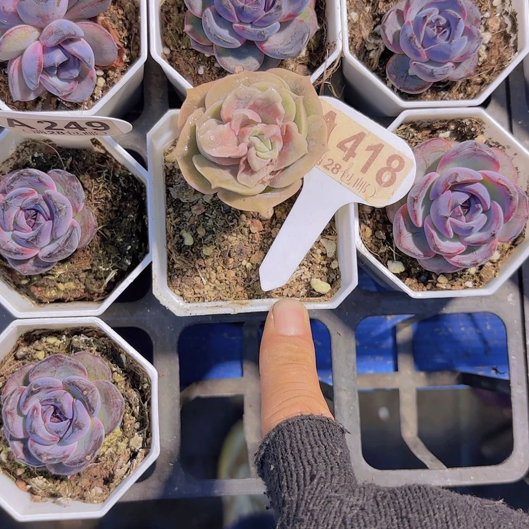 A418可爱玫瑰石化一物一拍