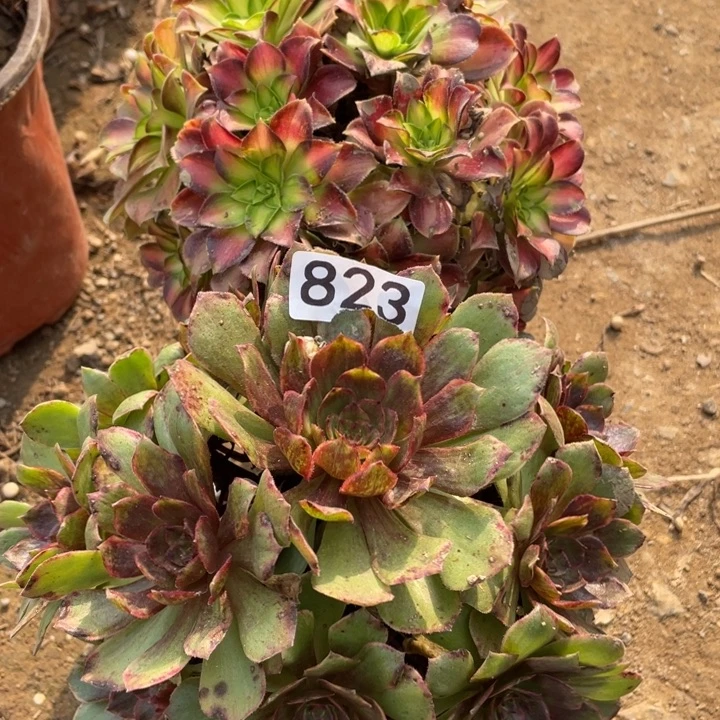 无花朵823多肉植物组合无售后
