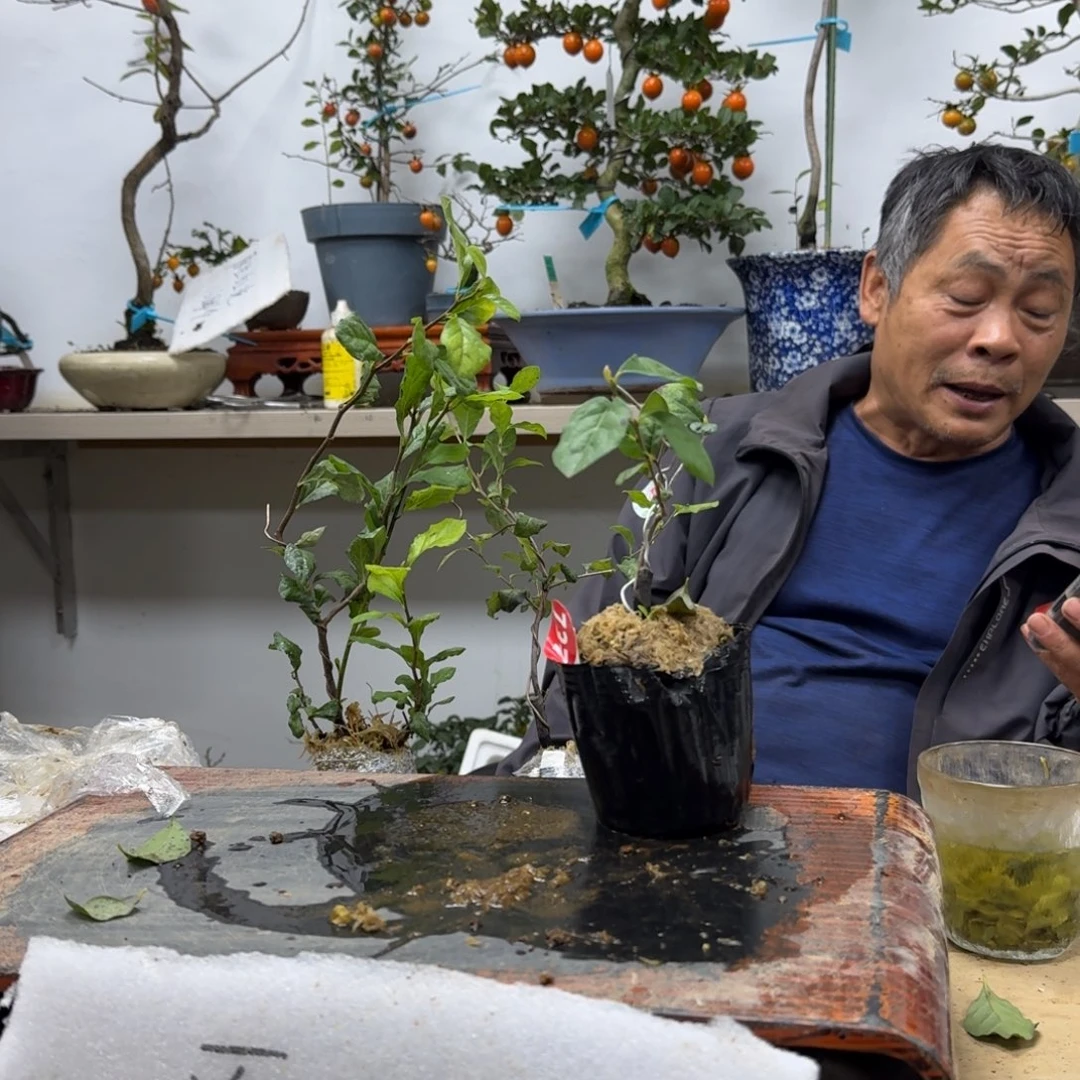 挡***i无花朵737顺丰到付不包邮