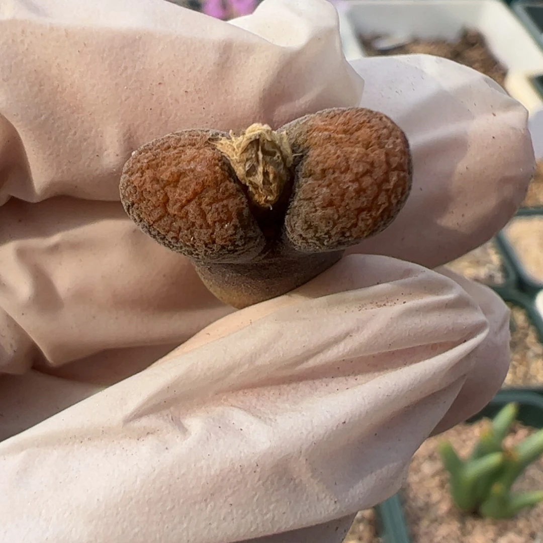 549 好看的多肉冲冲冲q