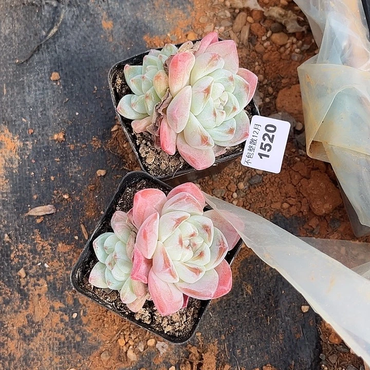 阿雅园艺。       1520