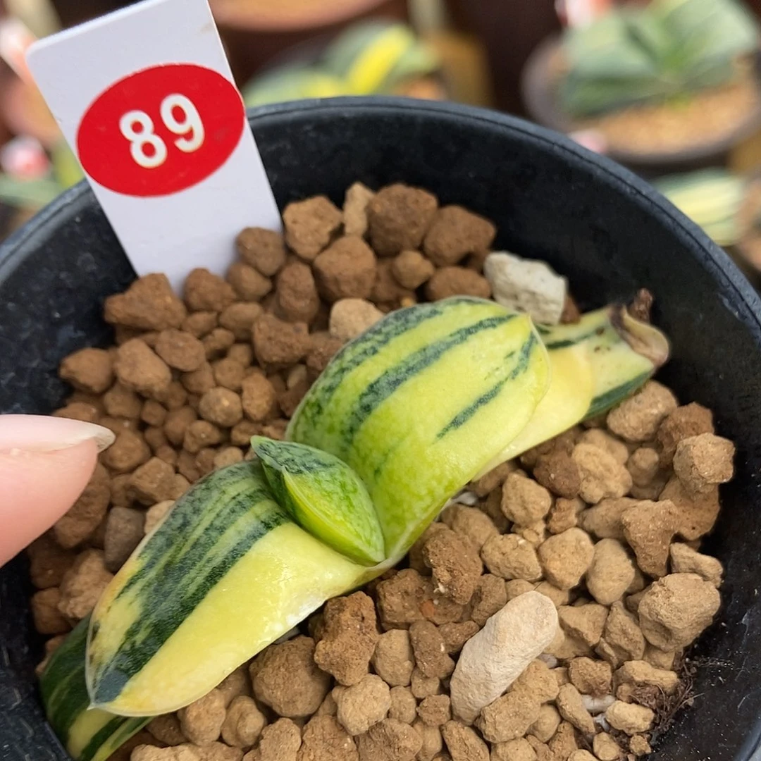 89卧牛实生锦带盆发货