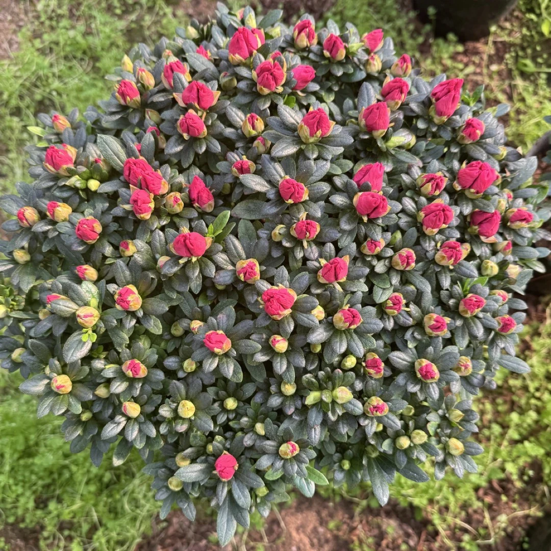 [新人福利]红宝石杜鹃花四季开花满树花苞耐寒耐热