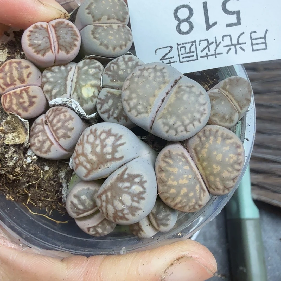 这个点睡一回是为了518哈哈