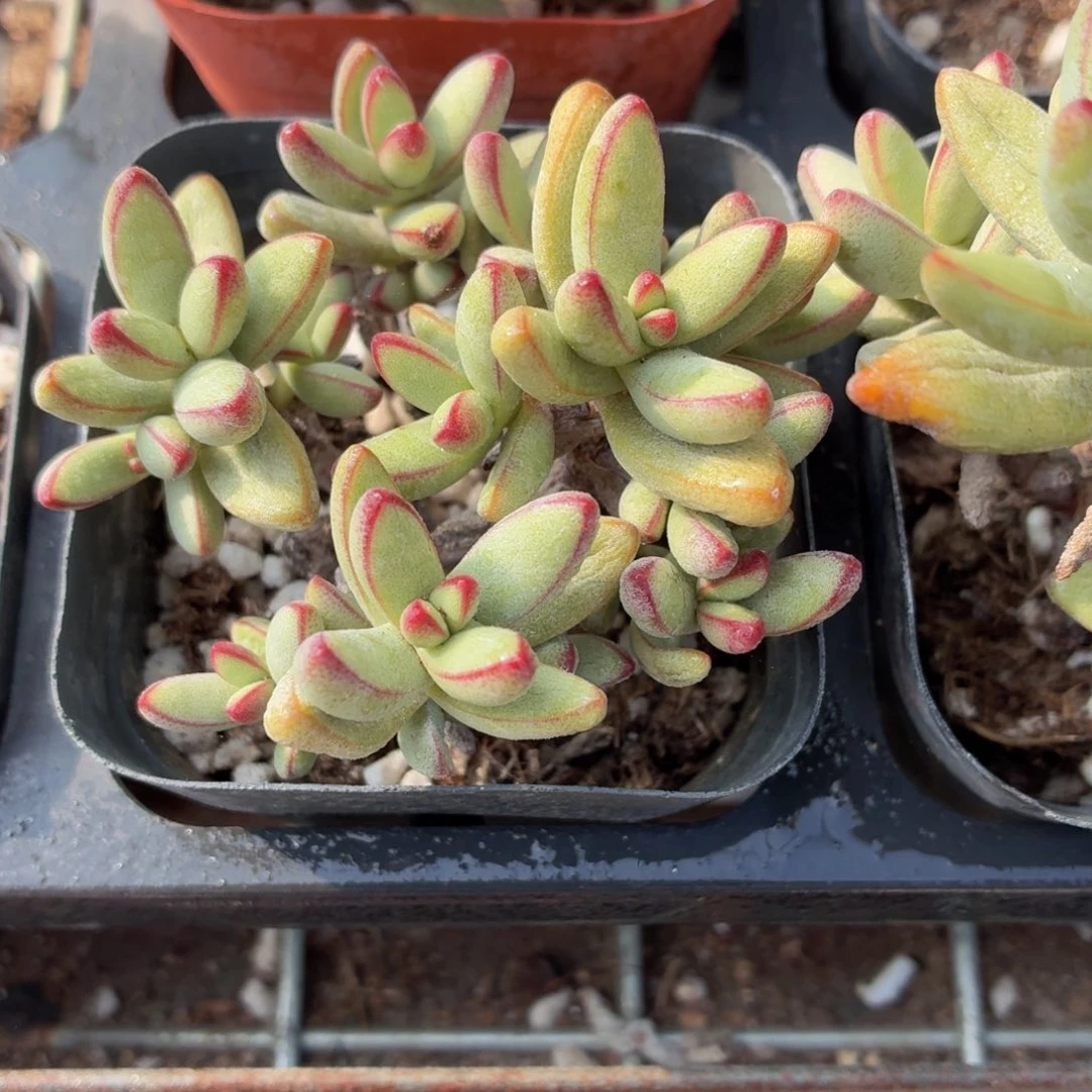 小天狗多肉9.9包邮发货