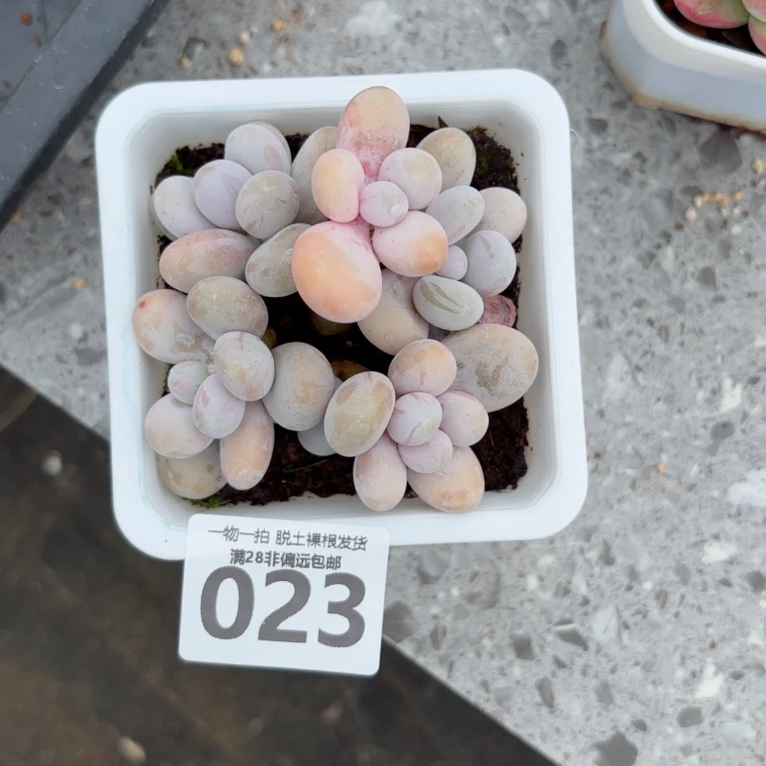 奶酪老桩无盆土发货