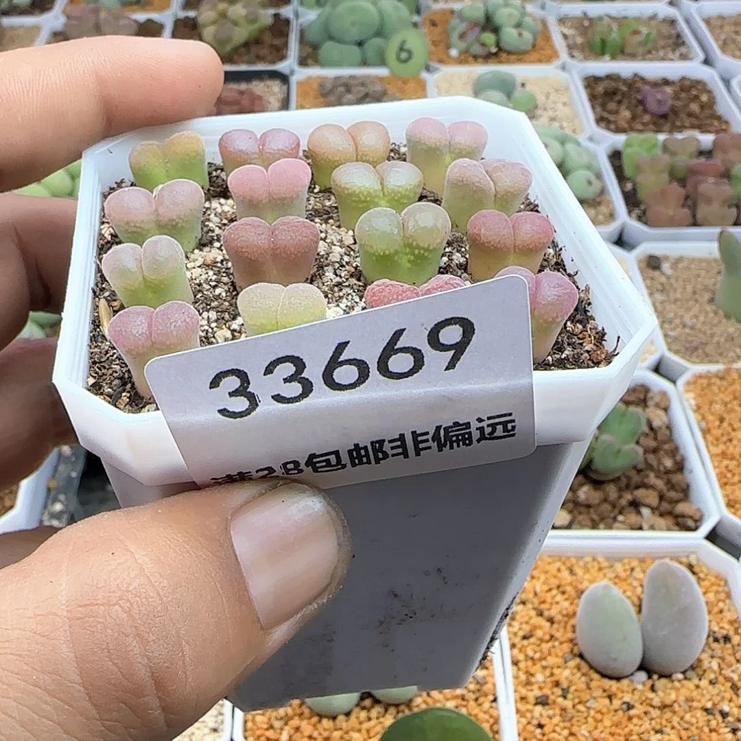 楠哈刚刚哈哈哈33669