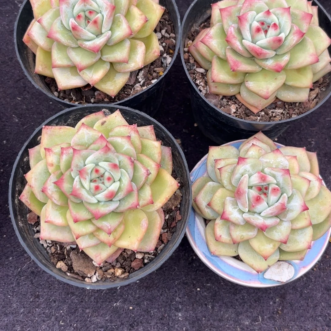 从***亮111111111111111111