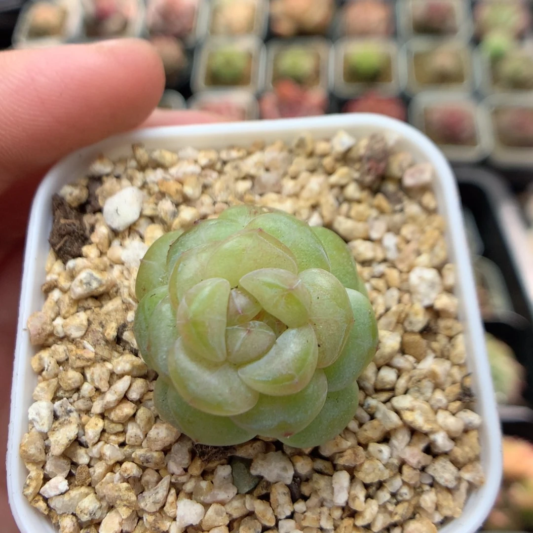 E70 ，柿子多肉20包邮两天凑单，偏远地区不发货