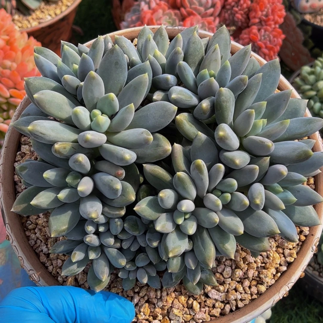 哥特萝莉21头一物一拍