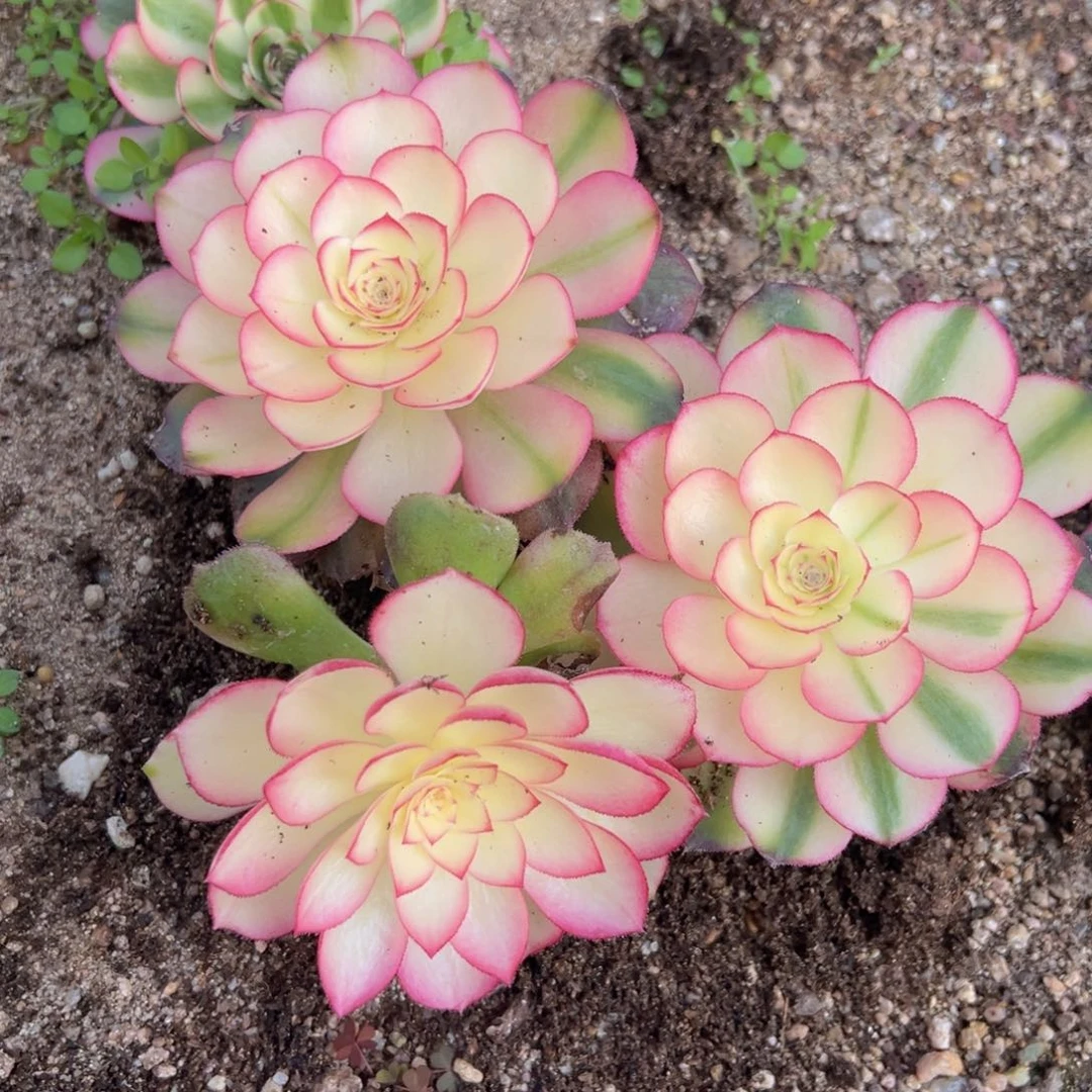 荔枝单头三颗多肉植物