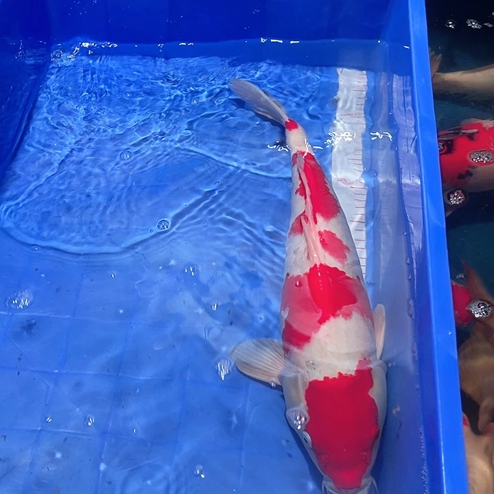 让***凡海水鱼漂亮的锦鲤精品一尾