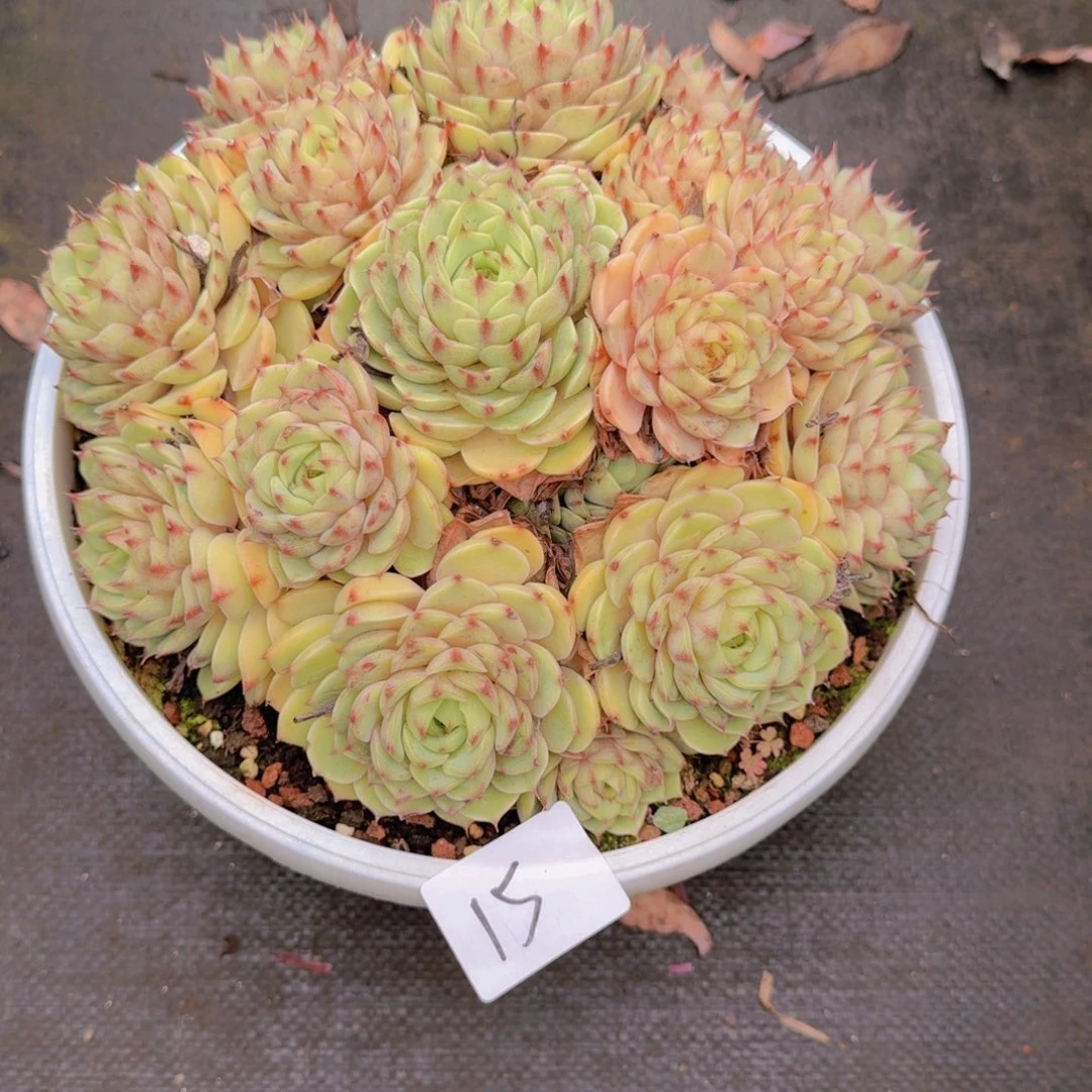 15本吧多肉植物都有