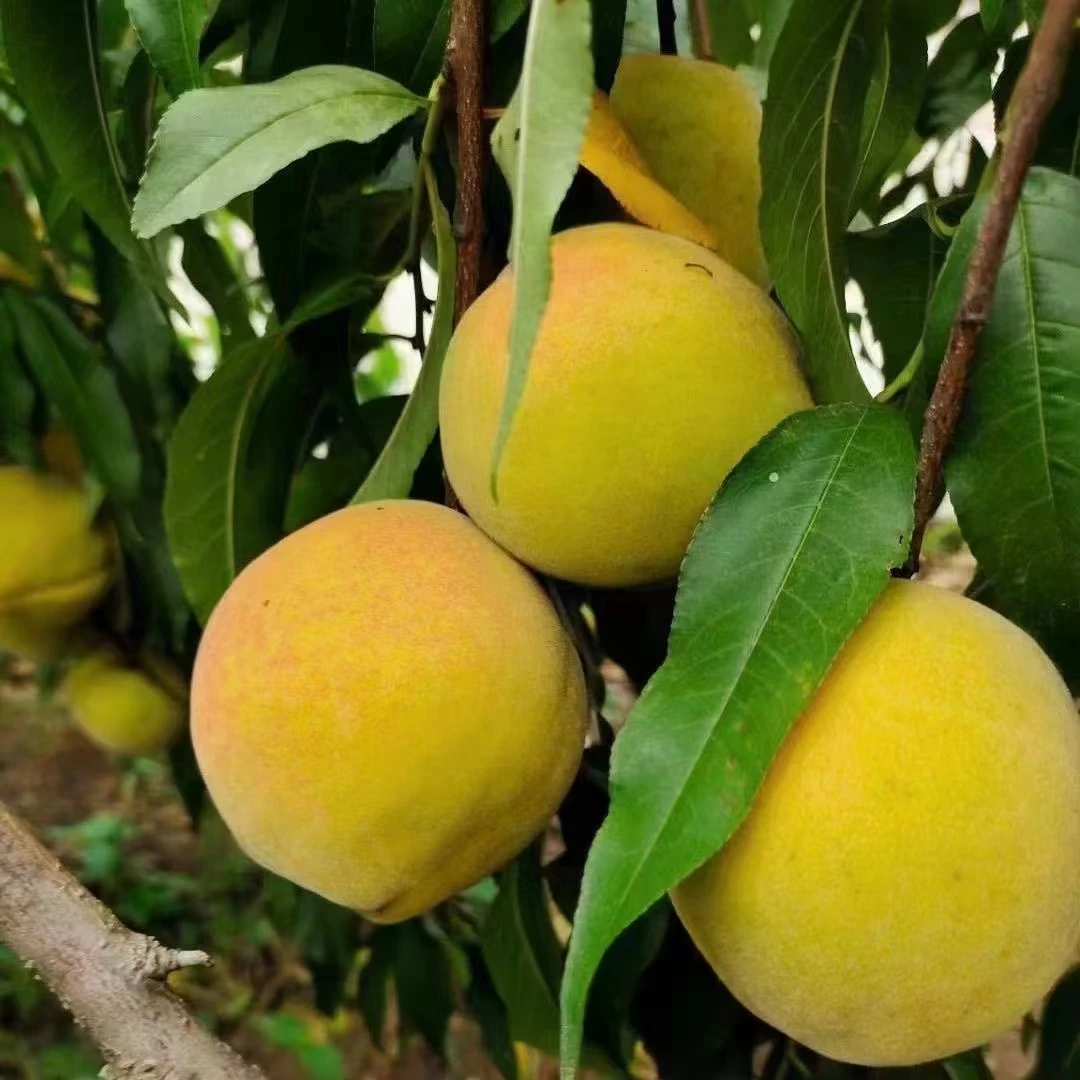 【荆果果】正宗湖北三湖锦绣黄桃现摘现发4.5斤装顺丰包邮