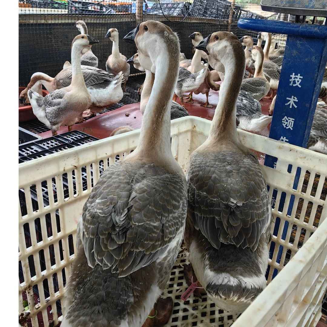 新店-腾欣狮头生鲜白条大大号2斤3个