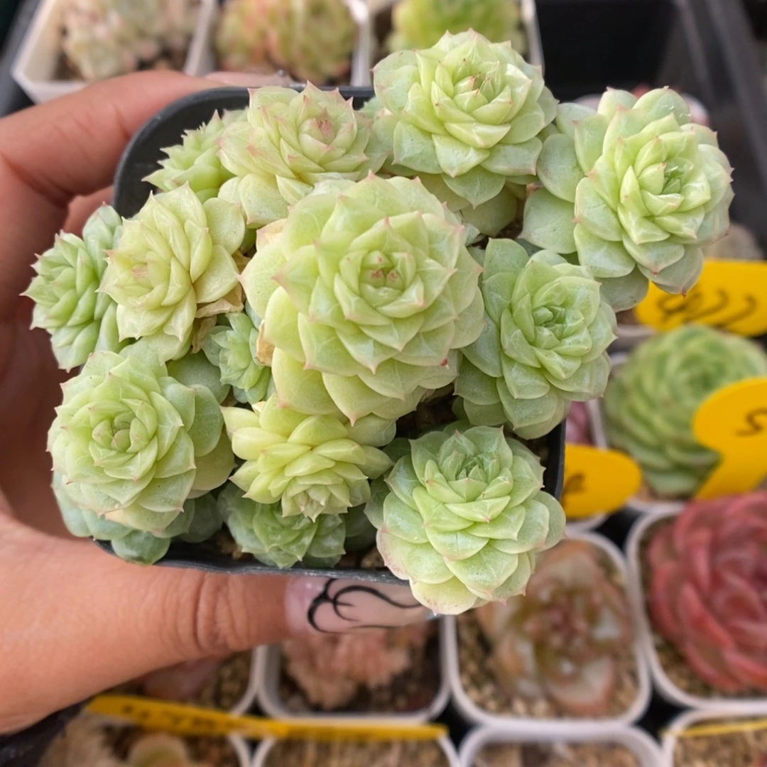 编号麦秆群生455号。