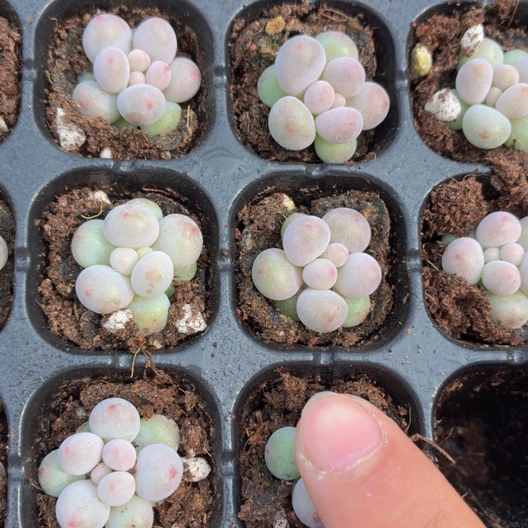 汤圆多肉9.9包邮发货