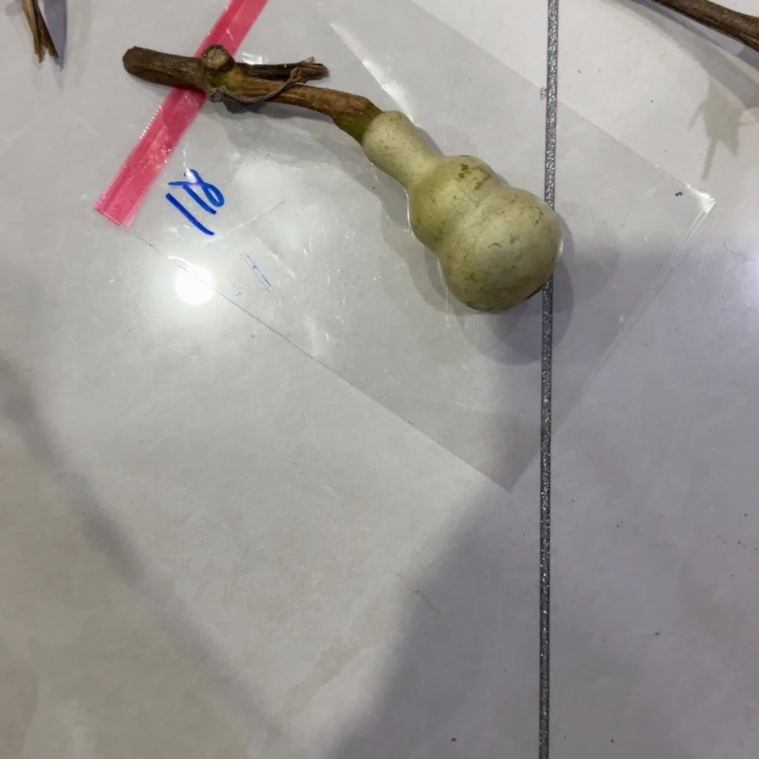三***动青皮不包成青皮不包成