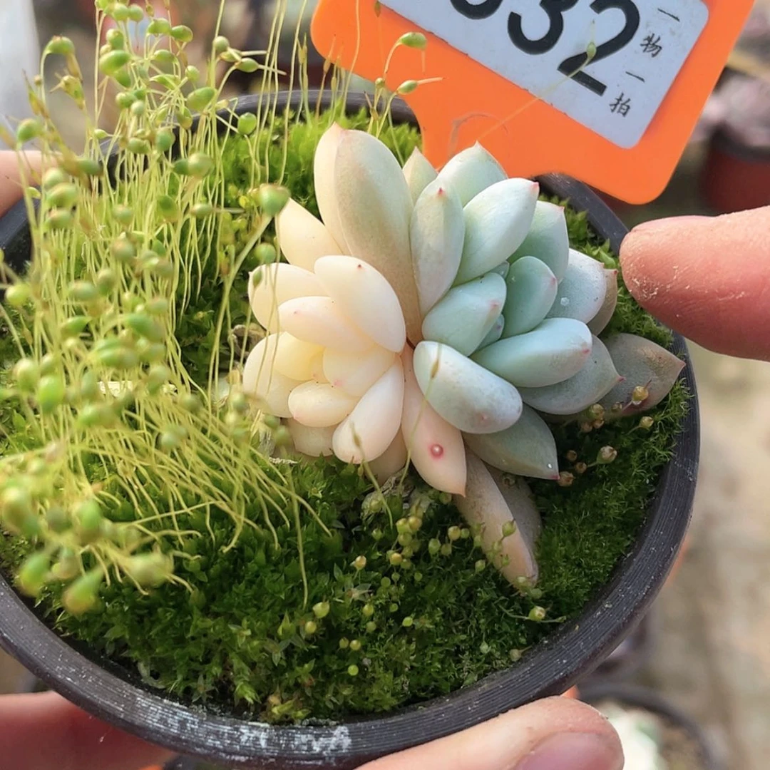 【闪购商品】332号