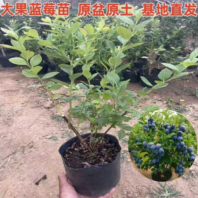 【带土带叶】蓝莓苗大果盆栽地栽阳台庭院南北方种植当年结果耐寒