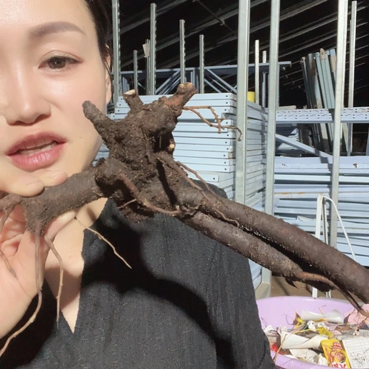 当前无花栽培后可以开花誓言