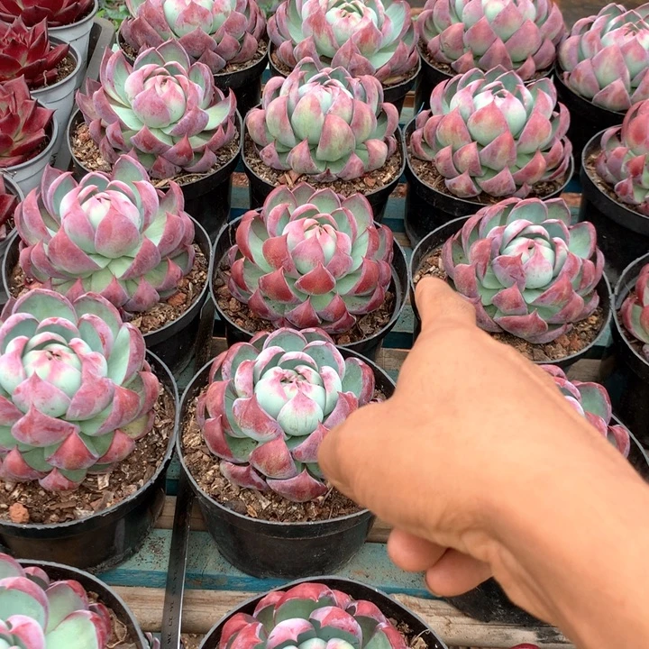 超大惊鸿仙子19.99