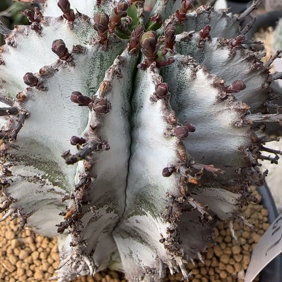 T***O617 碎雪杂 寄养 专拍