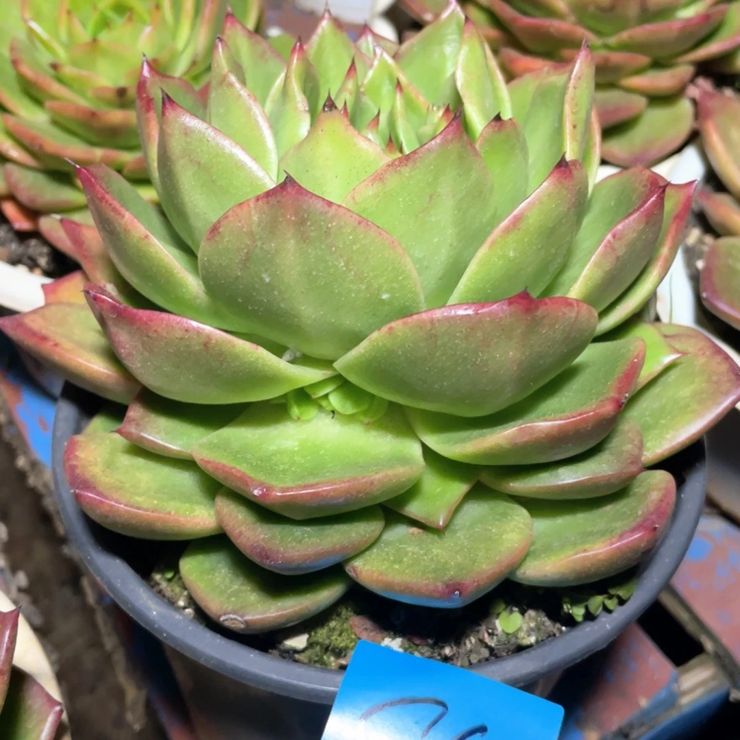 多肉植物多肉植物0530史莱克