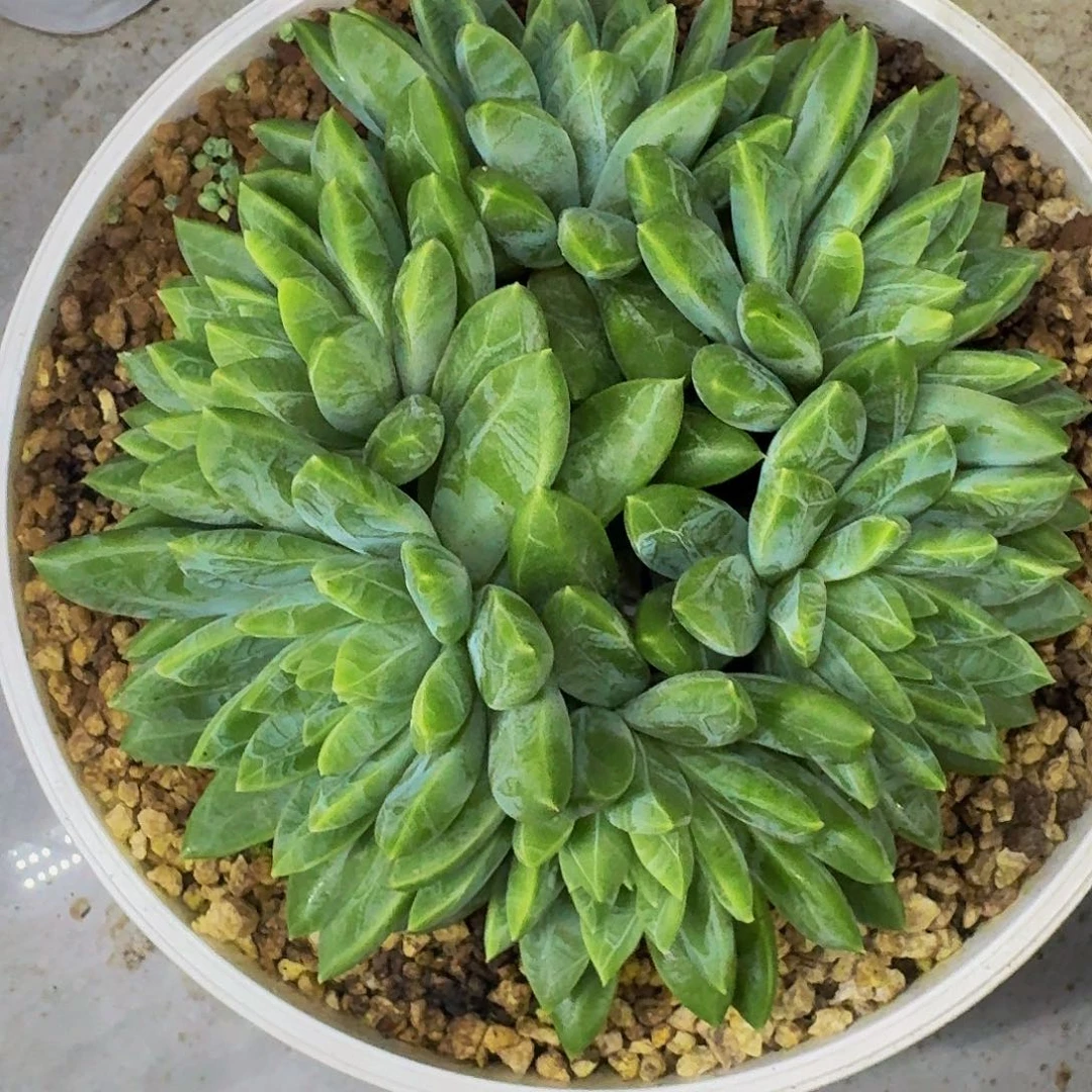 水晶萝莉 6头 一物一拍