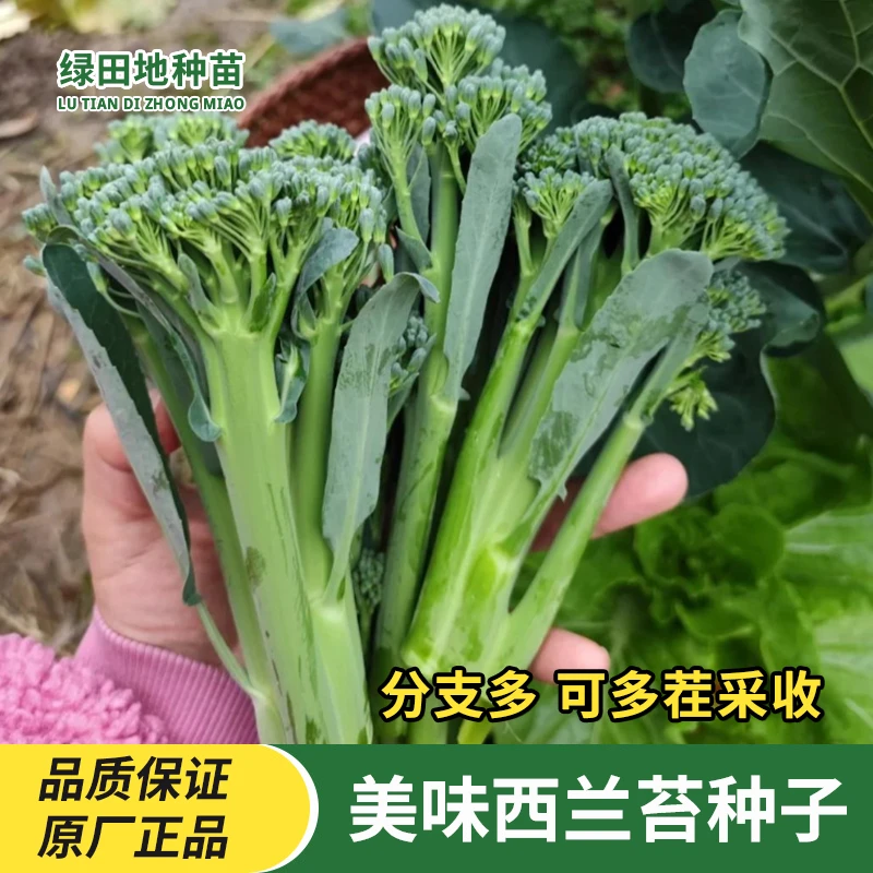 西兰苔种子种籽西兰花种籽苗芥蓝芥兰菜四季菜苔蔬菜种子菜心秧苔