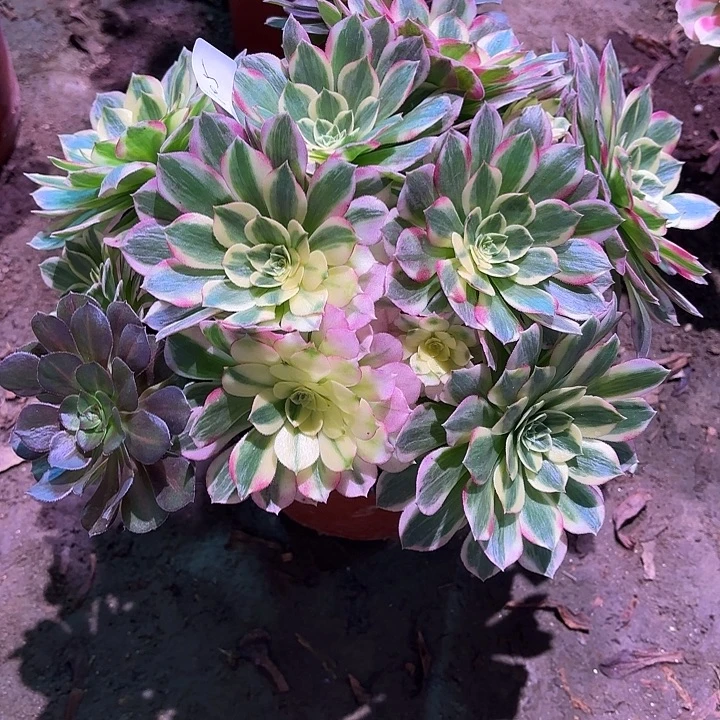 多肉植物海鲜00105