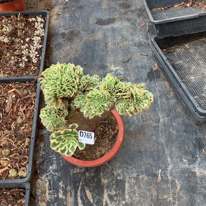 暖***765迈巴赫缀多肉法师有伤