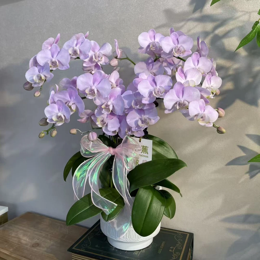 蝴蝶兰《天使》荷兰进口品种优雅紫调 好养耐养带花带花苞 基地直发