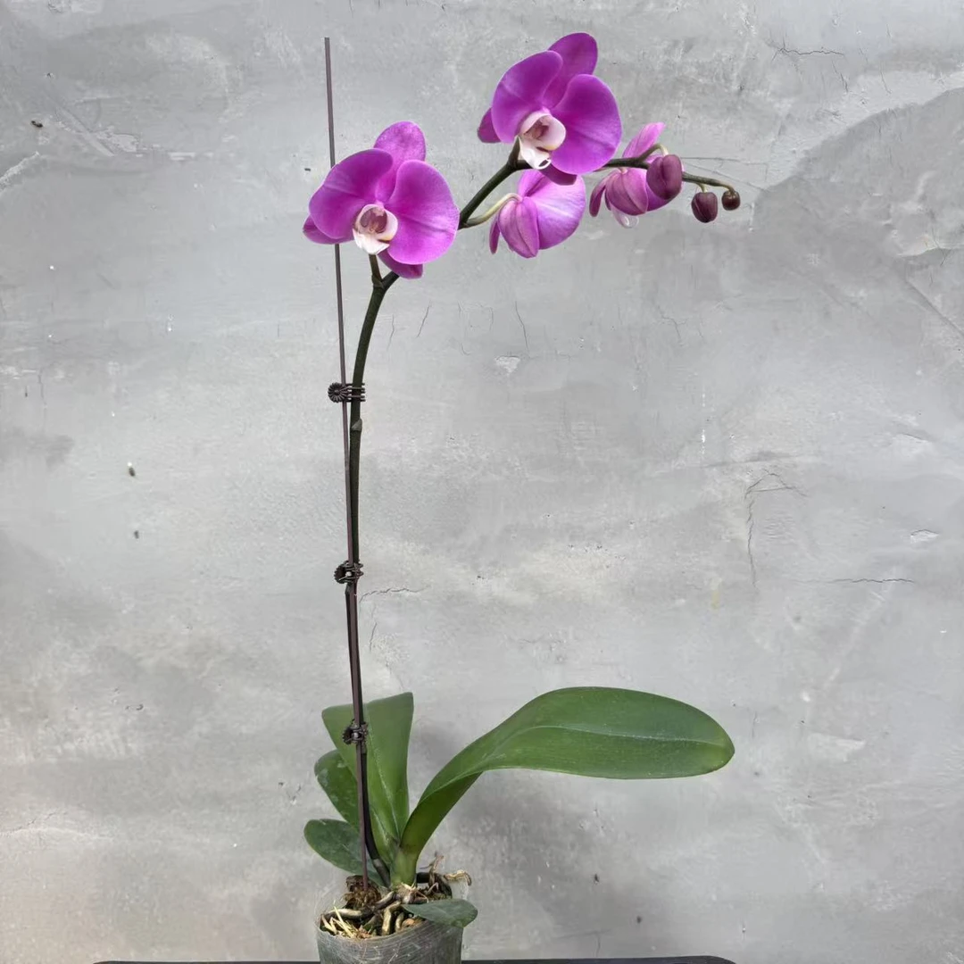 兰博蝴蝶兰【粉花】带花发货