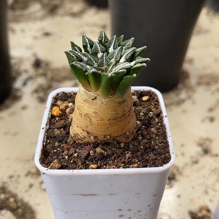 无花朵实生黑牡丹一物一拍