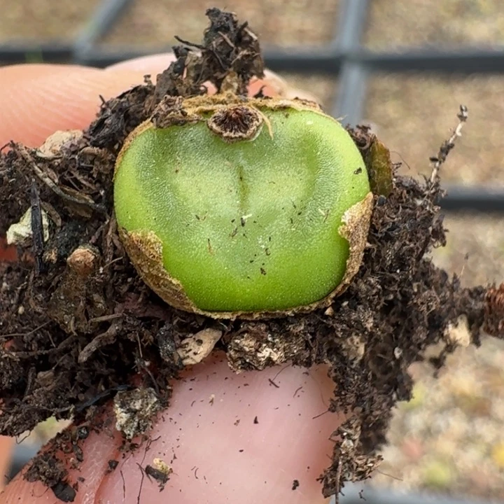 2394水晶鞋88889998888888