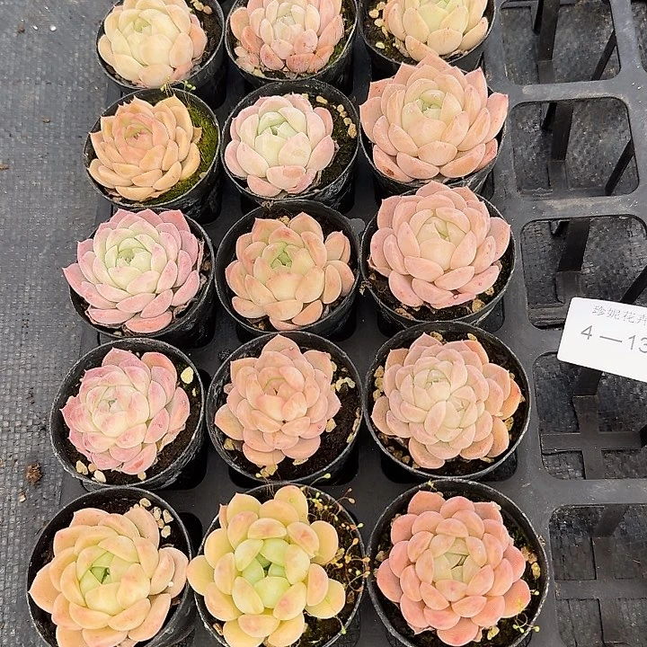 糖心十八颗量拍4-13