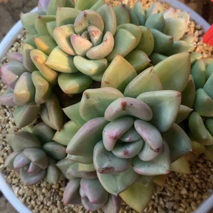 孙*娘我是真的很喜欢