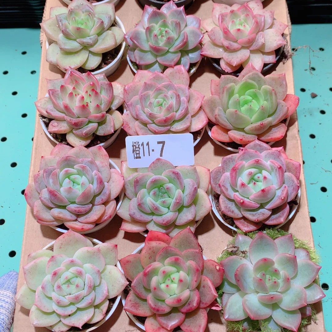 11-7一物一拍多肉带盆18颗