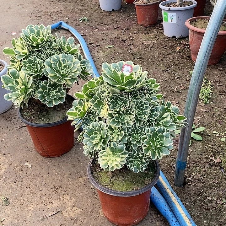 34，迈巴赫14578999990