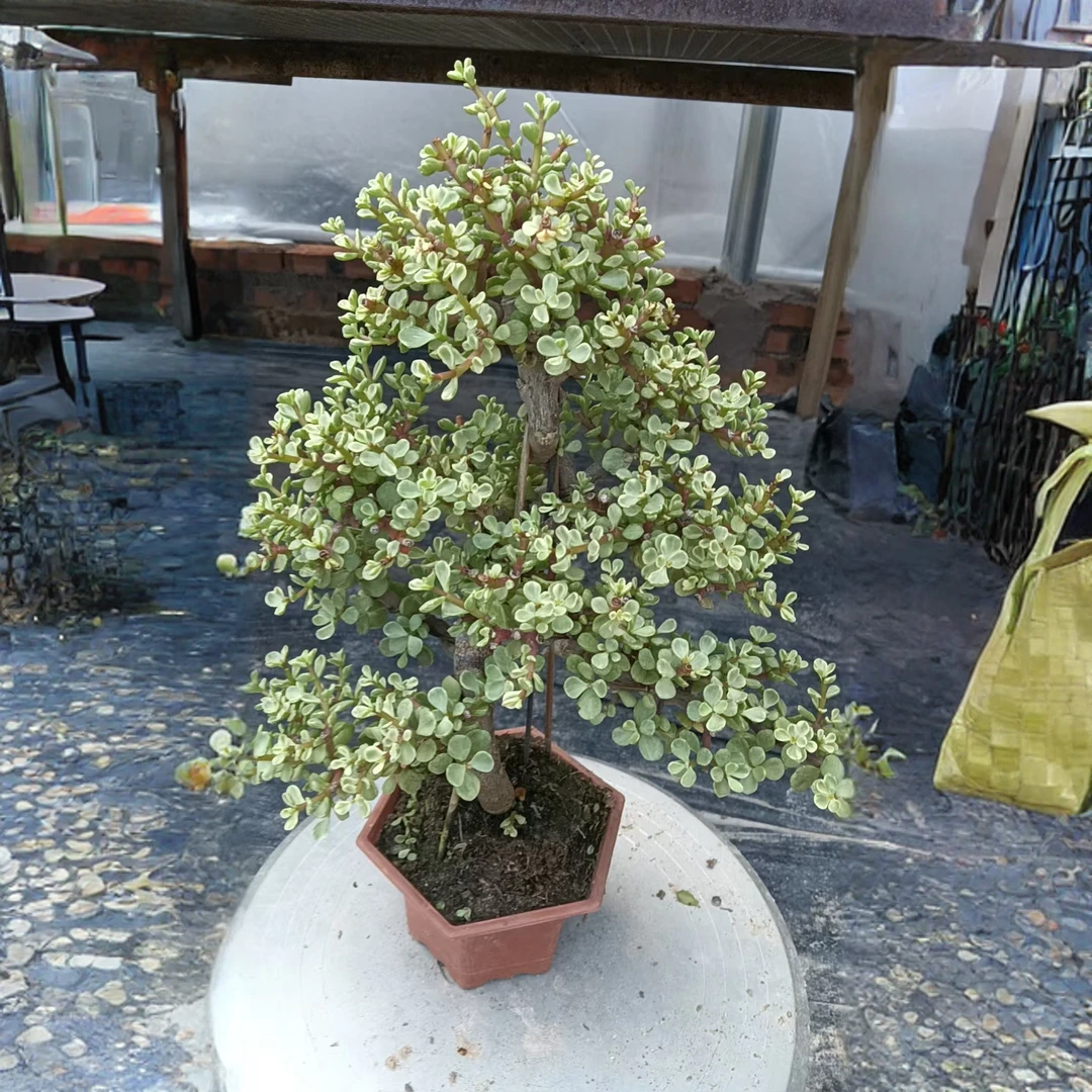 雅乐之舞大游龙造型（包邮，偏远地区不包邮）绿植盆栽室内金枝玉叶