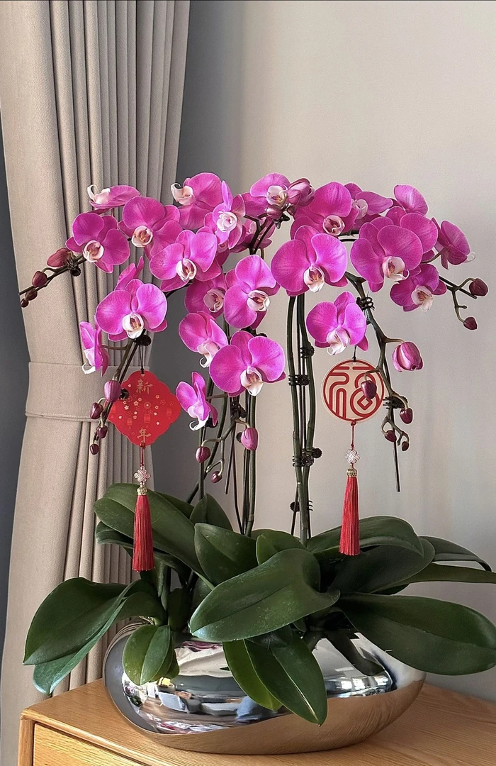 【素心】蝴蝶兰基地直发四季鲜花乔迁送礼组盆好养