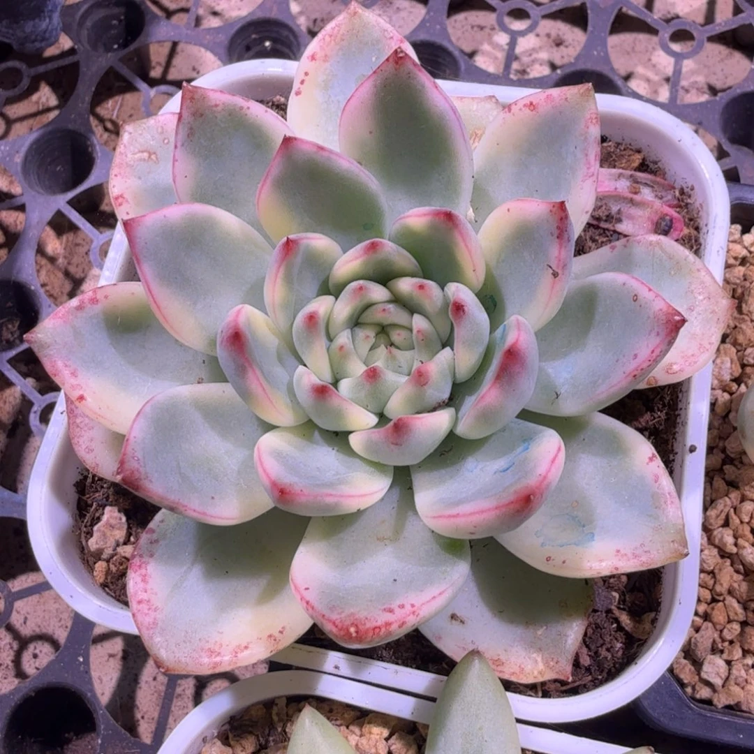伽蓝锦腹轮锦一刻的锦