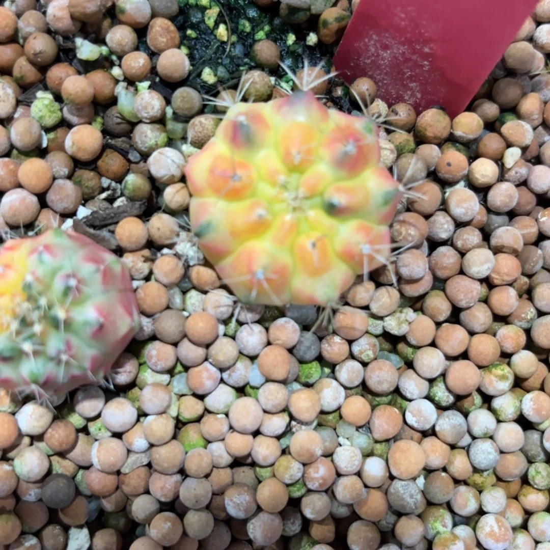 225-1218泰国发货多肉