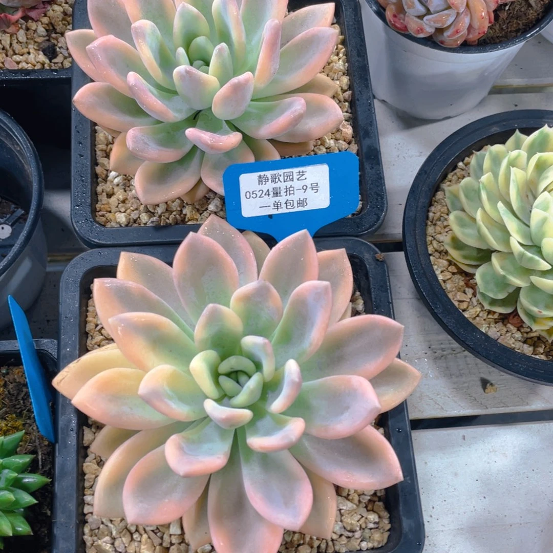 0524-9-奥普琳娜锦大单头一颗