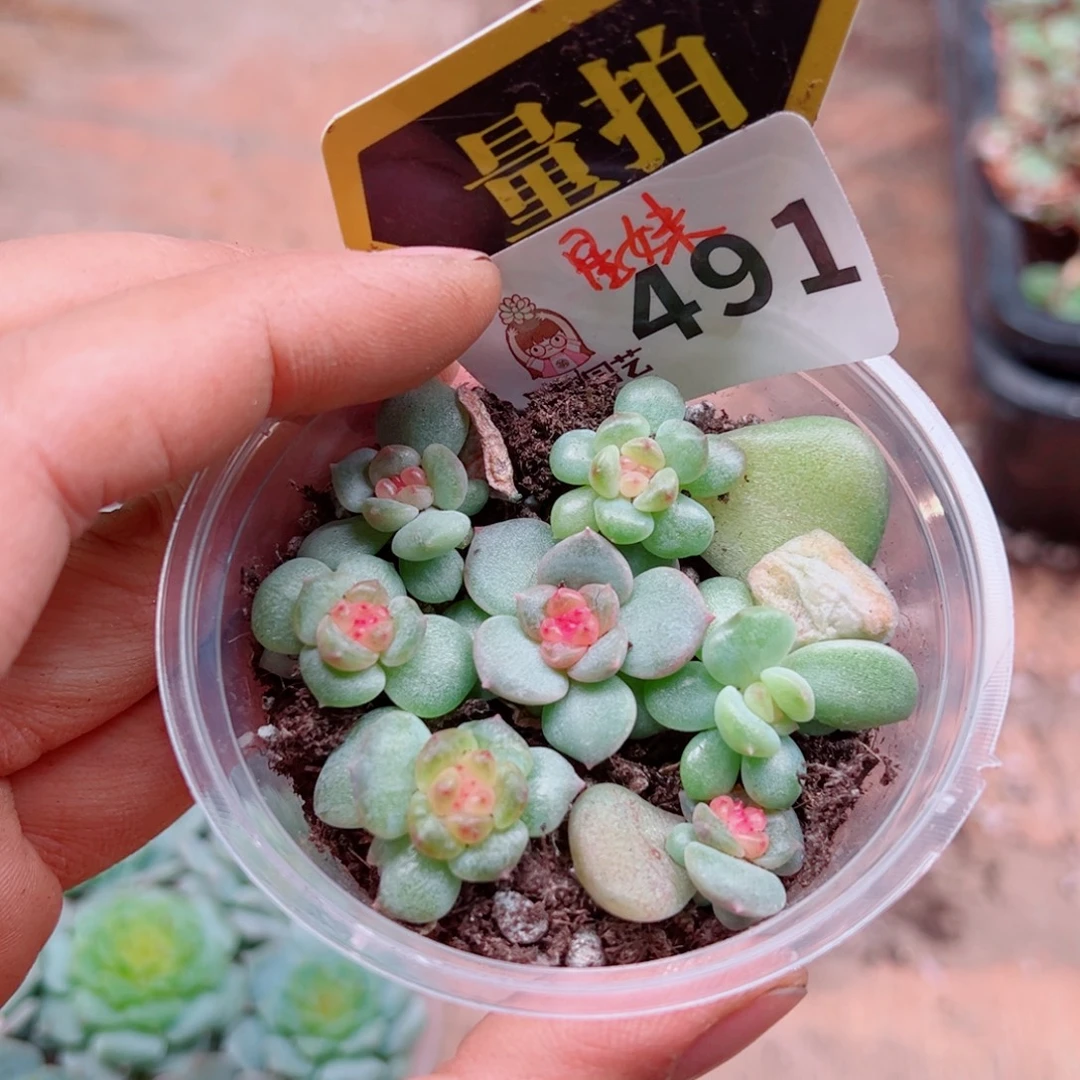 多肉植物多肉植物