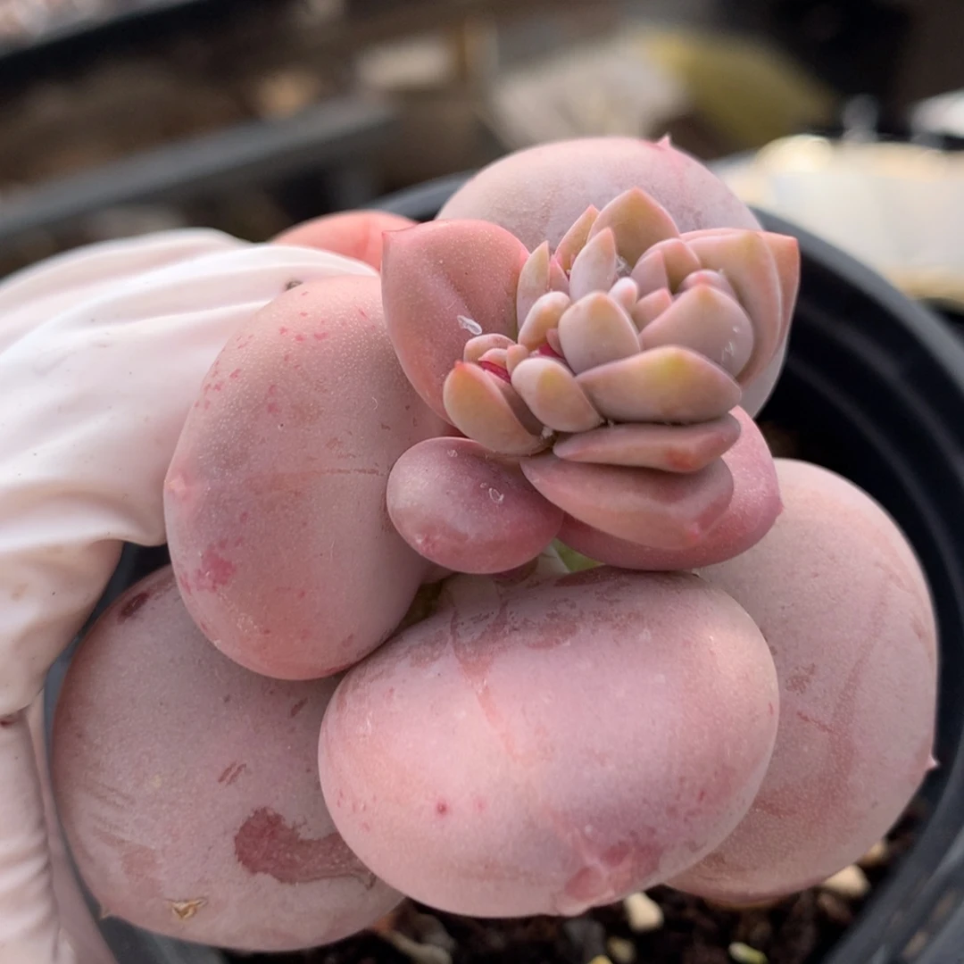 小屁桃奶酪多肉小屁桃