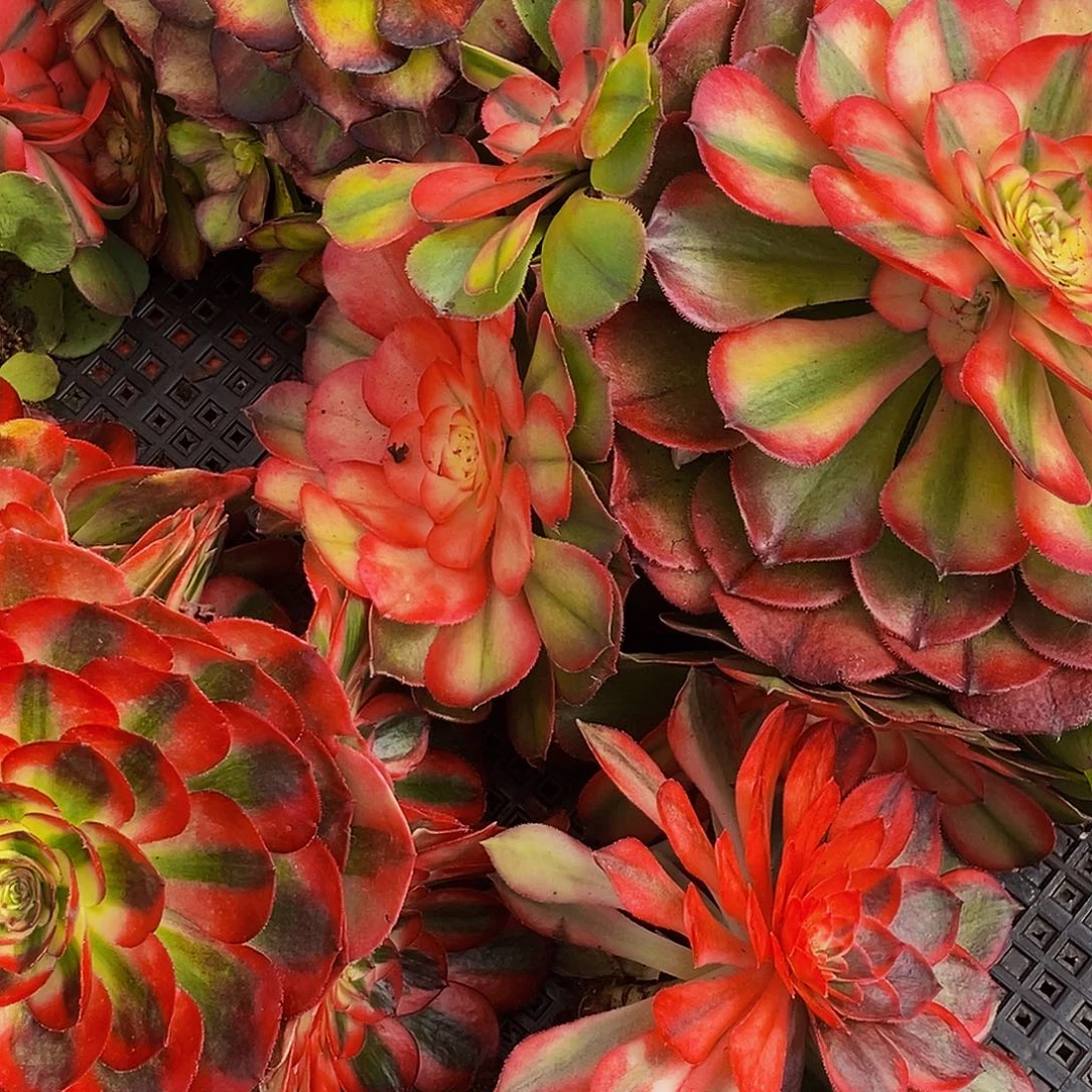 陌****上古园艺多肉法师411