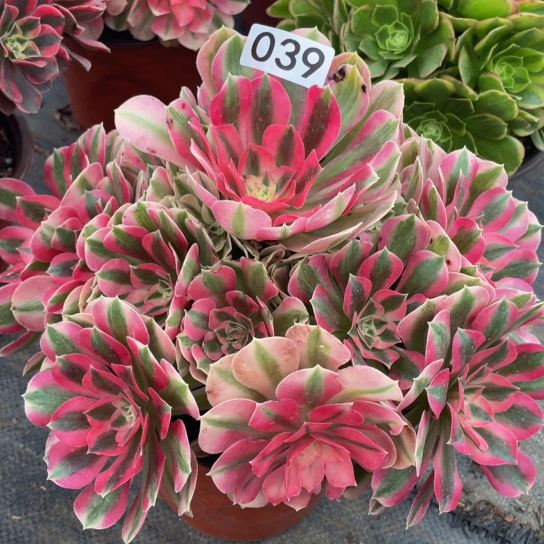 024粉女巫精品法师老桩