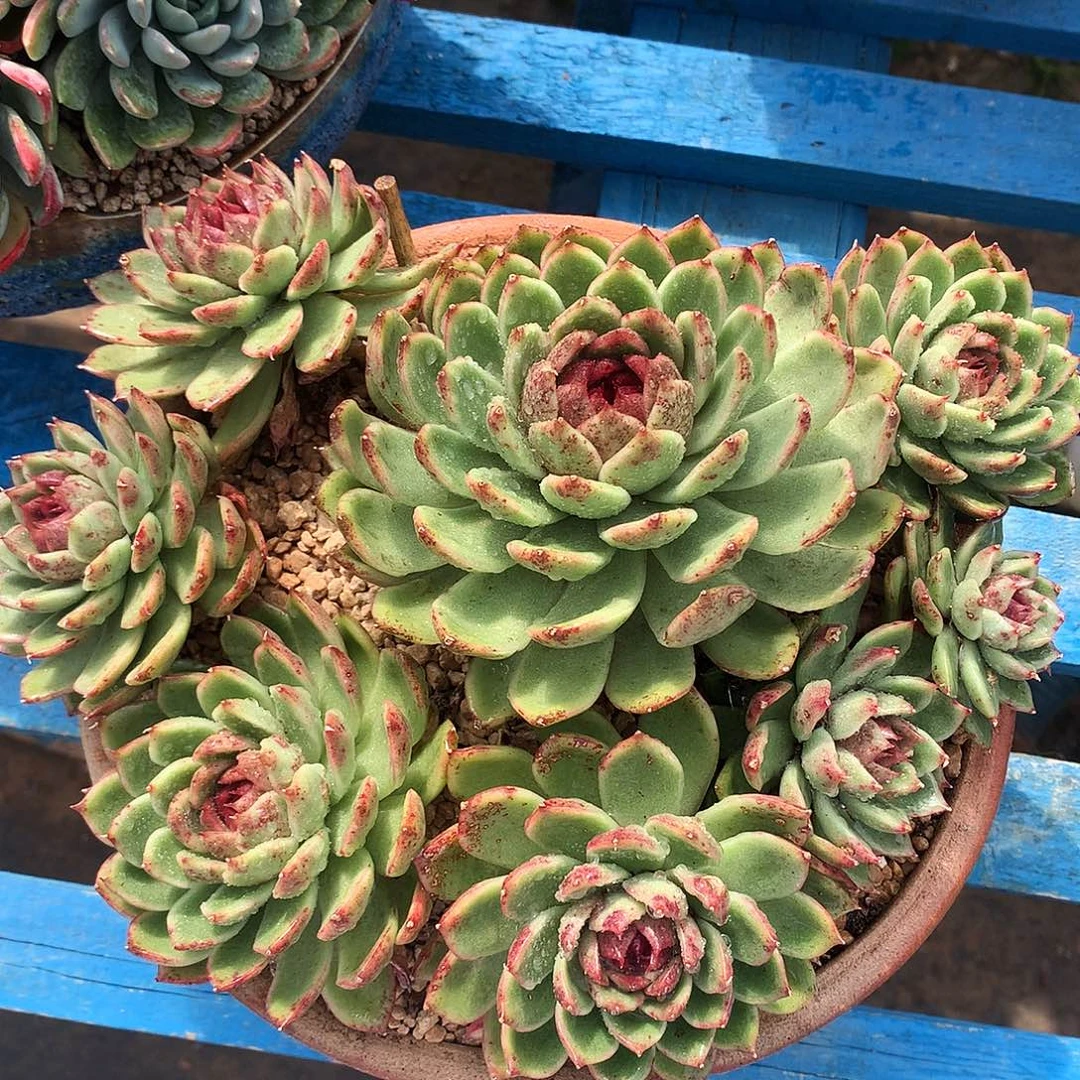 紫水晶杂一物一拍31-14